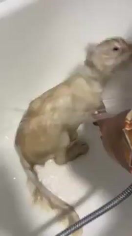 In a brightly lit, high-angle shot, a person bathes a light tan cat in a white bathtub. The person's hand is visible holding the cat's head under the running water from a handheld shower head. The cat stands, partially submerged, its fur wet and slick. The stainless steel shower hose is visible near the bottom of the frame. The person's other hand occasionally appears to help maneuver the cat. The focus is primarily on the cat and the act of bathing.