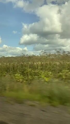 This is a video captured from a moving vehicle, likely a car or train, looking out of a window. The video shows a blurry landscape under a partly cloudy sky. The foreground consists of a rough, dark-colored surface, possibly a dirt road or track. Beyond that, a field of tall green and yellow vegetation stretches out, blurred by motion. In the mid-ground, a few trees are visible, also appearing blurred. The background shows a dense line of trees or bushes, and further back, a more distant treeline. The sky above is blue with large, fluffy white clouds. There are no people or animals visible in the frame. The overall impression is one of a rural or natural environment seen in passing.