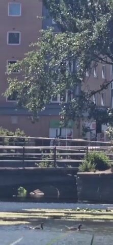 A video shows a body of water with vegetation. Ducks are swimming in the water. A bridge crosses the water in the background, and buildings and trees are visible beyond the bridge.
