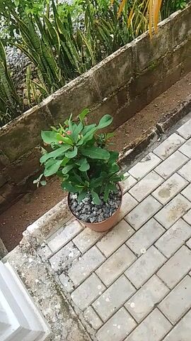 This is a video clip taken from a high angle, looking down at a garden or patio area. The dominant subjects are two potted plants and a paved walkway. The walkway is made of light-colored rectangular bricks laid in a diagonal pattern. To the left of the walkway is a raised, weathered brick structure.

The first potted plant, visible in the foreground, is a small green plant with dark leaves and a few small red flowers. It is in a brown pot filled with grey gravel. Behind and slightly to the left of this plant, a large, leafy plant with long, green and yellow striped leaves is growing out of the brick structure.

Further up and to the left of the frame, a second potted plant is visible. This plant has thinner, yellow-green fronds and is also in a brown pot filled with grey gravel.

The scene appears to be outdoors, likely in a residential or public garden setting. The lighting suggests it is daytime, possibly overcast given the diffused light. There are no people visible in the clip. The overall impression is one of a tranquil, slightly unkempt outdoor space. No text is visible in the video. The location context is Balewa, Nigeria.