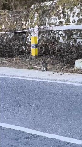 A single monkey sits on a sidewalk next to a road. The monkey is facing left and is looking toward the left. The road is paved and gray, with a white line marking its edge. The sidewalk is made of concrete. Behind the sidewalk is a retaining wall made of stone and dirt. Several dry branches and debris are piled against the wall. A yellow and black striped pole stands on the sidewalk near the monkey. The scene appears to be outdoors in a natural environment.