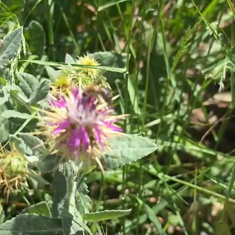 A bee is visible atop a vibrant purple and white thistle flower, nestled amidst the plant's characteristic spiky leaves. The background is a blur of green vegetation, indicating a natural setting. The bee moves, then flies away from the flower, leaving it isolated in the frame. The camera angle is close, offering a detailed view of the flower and its immediate surroundings.