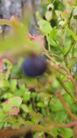 This is a close-up, out-of-focus video of a blueberry bush growing near the base of a tree. The bush is laden with small, round blueberries, some ripe and dark purple, others still green and unripe. The leaves of the bush are a vibrant green, with some tinged with red and pink, suggesting the changing seasons. The tree trunk, with its rough, gray bark, is visible in the background, along with lush green foliage that hints at a forest setting. The lighting is soft and diffused, indicating it could be early morning or late afternoon, or a cloudy day. There is no visible text in the video. The overall impression is one of nature's bounty, with the focus on the small, edible fruits and their verdant surroundings. The shallow depth of field blurs the background, drawing the viewer's attention to the intricate details of the blueberry bush.