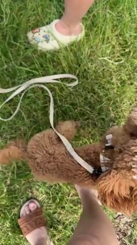 The video opens with a close-up of a small, curly-haired brown dog on a leash, standing in lush green grass. The dog is wearing a cream-colored harness. The camera pans up to reveal a person's legs and feet, wearing white sandals, and another person's feet wearing designer slides. The dog is facing away from the camera, then turns its head to the side.

The scene then shifts to show the dog from a slightly different angle, still on a leash in the grass. A portion of a car's wheel and fender is visible in the upper left corner of the frame. The dog is sniffing the ground.

The camera moves closer to the dog's head, showing its eye and textured fur. The background remains the green grass. The video ends with a very close-up shot of the dog's face and eye, with the leash also visible.

The activity is a dog being walked in a grassy outdoor area, possibly a park or yard. The presence of a car suggests it might be near a road or parking area. The lighting suggests it is daytime. There are no discernible emotions expressed beyond the dog's natural curiosity in sniffing its surroundings.

No visible text is present in the video. The location context provided is Ozerki, Russia.