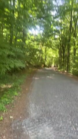 The video shows a cobblestone road going through a green forest on a sunny day. People are walking in the distance on the road.