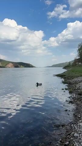 A lone duck swims on a wide river with forested banks on either side. The sky is blue with fluffy white clouds reflecting in the water. The camera is positioned on a rocky shoreline with sparse vegetation. In the distance, a smokestack or tower is faintly visible.