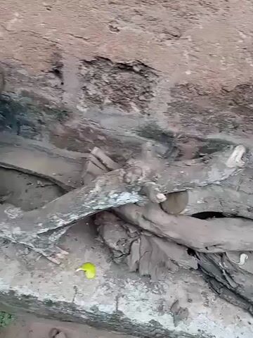 The video shows a pile of branches on a concrete platform next to a building. The building is made of bricks and mortar. The ground is dirt, and there are some plants in the background, including banana trees. There is also a bench in the distance. The video is shot from a stationary position.