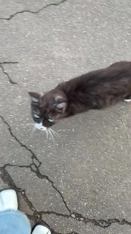 The video shows a medium-sized cat with dark fur and white markings on its face and paws. It is standing on cracked asphalt next to a patch of green grass. The cat is looking up towards the camera, and its eyes are a bright green. In some frames, a person's feet wearing white shoes and blue jeans are visible at the bottom of the screen. The cat is interacting with the person by rubbing against their leg and looking at them. The camera is held at a high angle, looking down at the cat and the ground. The lighting suggests it is daytime, possibly overcast. The scene appears to be outdoors.
