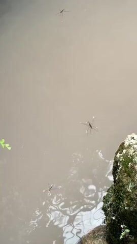 The video shows a body of murky brown water with three water striders on the surface. The water striders are long-legged insects that appear to be skating across the water. There is a rock covered in moss in the lower right corner of the frame. The lighting is dim, suggesting it is an overcast day or the scene is in shade.