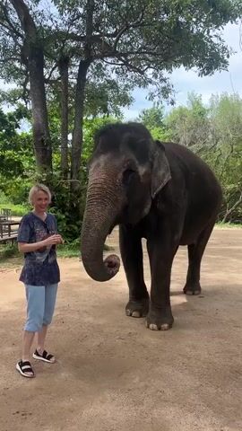 A woman with blonde hair and a blue t-shirt and light blue pants stands on the left side of the frame, holding out a piece of food. To her right is a large dark gray elephant. The elephant extends its trunk towards the food held by the woman. They are on a dirt path under a cloudy sky, with trees and foliage in the background.