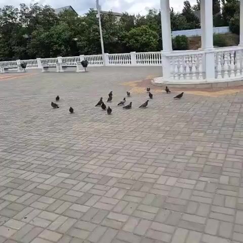 The video captures a flock of pigeons on a paved plaza. Initially, many pigeons are gathered on the ground. Then, a few of the pigeons suddenly take flight. The camera pans slightly, revealing white benches and a decorative white structure with columns in the background. Trees and buildings are visible further in the distance. The sky is overcast.