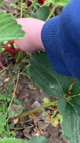 The video shows someone picking strawberries from a strawberry plant in a garden. A hand reaches into the frame and gently removes a ripe strawberry from the plant. The strawberry is bright red and has a green cap. The hand then drops the strawberry into a white bowl that already contains a collection of picked strawberries, of varying shades of red. The garden soil is visible around the plant and bowl. Other green strawberry leaves are also present.