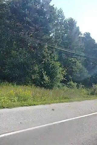 The video shows a roadside view from a moving vehicle. The right side of the frame features a paved road with a white line marking the lane. To the left of the road is a grassy shoulder with some sparse vegetation and small yellow flowers. Beyond the shoulder is a dense forest with numerous trees, mostly pine and deciduous varieties. Overhead, power lines are visible, strung between poles that are partially obscured by the trees. The sky is bright and appears to be clear, suggesting daytime with sunlight. The camera angle is slightly downward and angled towards the left, as if captured from a passenger window. No people or animals are visible in the frame, and the primary action is the passage of the vehicle through the environment.