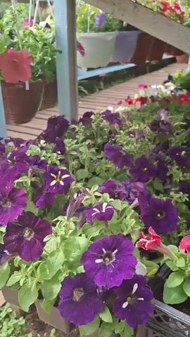 The video opens with a close-up of a tray of purple petunias, then pans out to reveal a nursery or greenhouse. Other petunias in shades of red, white, and pink are also visible.  A young child wearing a dark blue jacket, blue jeans, a blue knit hat, and pink shoes walks along a wooden pallet walkway.  The child picks up a white rectangular object, possibly a pot or container, and sets it down next to some plants.  Shelves filled with plants are visible along the sides of the walkway. The general atmosphere is bright and plant-filled, suggesting a pleasant day in a garden center.
