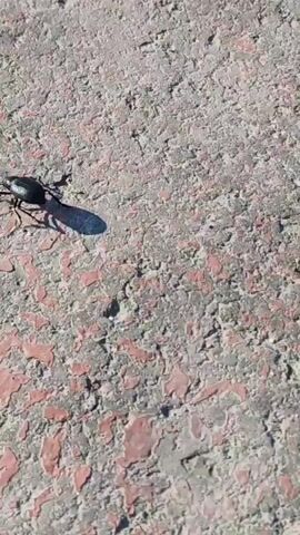 This media file is a close-up video of a black beetle crawling on a textured, reddish-brown surface. The surface appears to be asphalt or a similar paved material, with patches of exposed aggregate or a decorative coating. The lighting suggests it is daytime, and the shadow cast by the beetle indicates a strong light source, likely the sun. The beetle is the sole subject and appears to be moving from the top left of the frame towards the bottom right. Its body is oval-shaped and glossy, with visible legs and antennae. There are no people, animals, or discernible man-made structures visible in the frame, creating an isolated and naturalistic feel focused solely on the insect and its immediate environment. The location context of Ömirzaq, Kazakhstan, suggests an outdoor setting possibly in a semi-arid or steppe region, which is consistent with the rough, earth-toned surface. The overall mood is observational and neutral, simply documenting the movement of the insect. There is no visible text in the video.