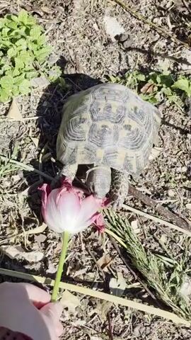 A person holds a pink tulip flower towards a turtle in a dry, outdoor setting. The turtle, with a patterned shell, is positioned on the ground covered in dirt, dried leaves, and some green plants. It extends its head towards the flower, appearing to nibble at it. The person's hand is visible holding the flower's stem. The scene is well-lit, suggesting a sunny day.