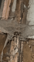 Large spider documented in web in Burgas crawl space