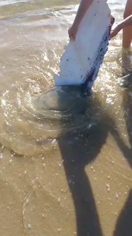 The video shows a large jellyfish on a sandy beach in shallow water. The jellyfish is grey and translucent, and it sits on the wet sand as small waves wash over it. Someone uses a white piece of what looks like broken plastic, possibly a piece of a boat or surfboard, to try and move or touch the jellyfish. The person's legs and the object cast a shadow on the sand. The ocean is visible in the background, and the sun is shining.