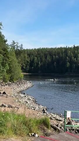 A wide shot captures a serene natural scene. On the left, a rocky shoreline is dotted with rocks and a few tufts of grass. A person sits on the rocks, facing the water. The water is calm and reflects the blue sky above. Numerous white birds are gathered on the water, some swimming, some in flight. A dense forest of green trees forms a backdrop across the lake. The water meets the shore with a small strip of sandy beach. Wooden planks and grass are visible in the foreground, suggesting a pier or viewing area. The scene is illuminated by bright sunlight.