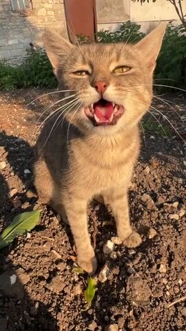 A domestic cat, primarily light brown with darker tabby markings, is the sole subject in this short video. The cat is positioned in a patch of dry, rocky soil, likely outdoors given the natural lighting and greenery in the background. The scene suggests a rural or garden setting, possibly a backyard or unkempt area, with a brick wall and a reddish door visible in the distance.

The cat is observed in several poses: sitting upright with its eyes partially closed, then lowering its head towards the ground as if investigating something. It transitions into lying down on its side, fully relaxed with its eyes closed. The activity appears to be the cat settling down to rest or perhaps enjoying the warmth of the sun.

The lighting indicates it's either early morning or late afternoon, with the golden hues of the sun casting long shadows. The weather appears to be fair and warm, conducive to the cat's outdoor activity. The emotional state of the cat seems to be one of contentment and relaxation.

There is no visible text in the media file.