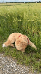Dog explores rural path and grass in Pliening