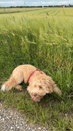 Dog explores rural path and grass in Pliening