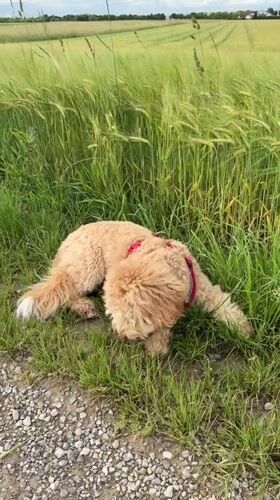 Dog explores rural path and grass in Pliening