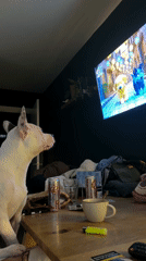 Dogs relax indoors watching TV, napping in Craigavon