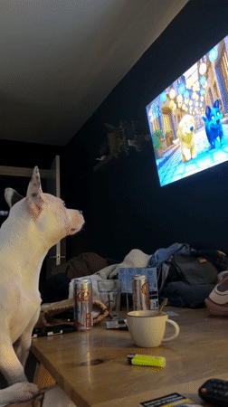 Dogs relax indoors watching TV, napping in Craigavon