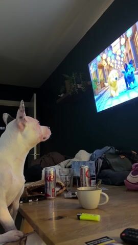 A white dog with pointy ears sits at a cluttered wooden table and stares intently at a television screen. The TV displays an animated scene with two cartoon dogs walking down a brightly lit street. On the table, there are two cans of Diet Coke, a glass, a half-empty mug with a spoon, a yellow lighter, a cigarette pack, and a remote control. There's also some clothing and a pair of shoes. The wall behind the TV is dark green, with a small shelf holding a plant. The room is dimly lit.
