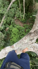 Person films self standing barefoot on tree branch in Thailand