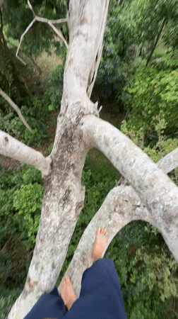 Person films self standing barefoot on tree branch in Thailand