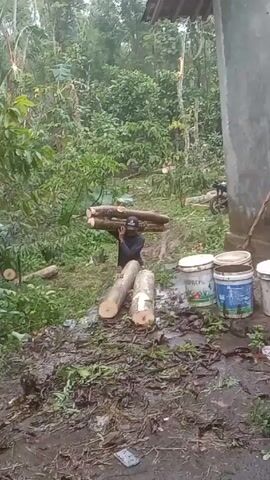 A man carries logs across a muddy yard in what appears to be a rural area. The yard is surrounded by lush vegetation. He is wearing a dark long-sleeved shirt, jeans, and a baseball cap. He holds two logs stacked on top of each other on his shoulders, using his hands for support. The ground is very muddy with scattered pieces of wood debris. There are three buckets with lids on the right side of the frame and a motorcycle parked behind them. The sky is overcast, suggesting it has been raining.