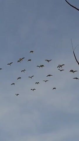 The video shows a flock of birds in flight against a pale blue sky, sometimes passing behind trees and telephone wires. The birds are relatively small and appear to be migrating. The camera pans upwards to follow the birds.