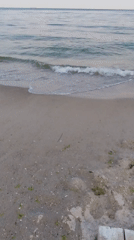 Quiet afternoon at the beach, lilies, shells, and calm waves