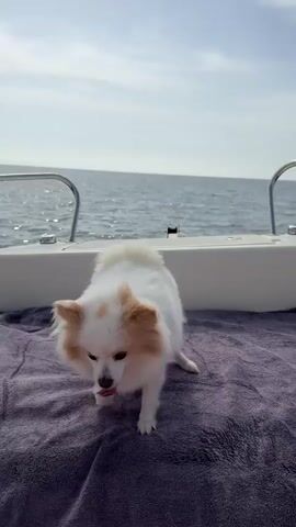 A white and tan Pomeranian dog is lying on a purple towel on the deck of a boat. The dog is facing the camera with its mouth open and tongue out, appearing to pant or smile. The ocean and sky are visible in the background. The camera is stationary.
