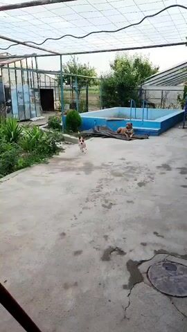 A small, tan and white dog runs across a concrete patio towards a larger tan dog lying down near a blue swimming pool. The patio is covered by a metal frame with a transparent roof. To the left of the patio is a greenhouse-like structure, and to the right, more trees and structures are visible.
