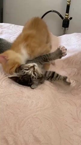 This is a close-up, medium-shot video of three kittens playing on a pink, textured blanket. The kittens appear to be very young. Two of the kittens are in the foreground, entangled with each other. One is an orange tabby with white markings, and the other is a grey tabby with darker stripes. They are wrestling and nipping at each other playfully. Behind them, a small white kitten is visible, also on the blanket, looking towards the camera. The kittens' playful interaction suggests a domestic setting, likely indoors. The lighting suggests daytime, but there are no clear external cues for time of day or weather. The mood is lighthearted and energetic, captured by the kittens' animated movements. There is no visible text in the media.