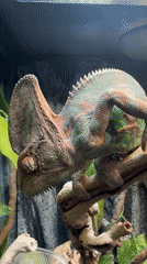 Chameleon observed in Moscow terrarium displaying colorful patterns