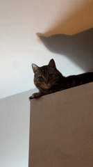 Woman documents evening at home with cat, flowers in Montenegro