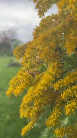 The video shows a close-up of a cluster of bright yellow flowers in full bloom. The background is blurred, showing a green lawn and some trees under a cloudy sky. The camera is static, focused on the flowers, and there is a sound of a distant car.