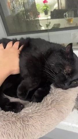 A person's hand gently pets a black cat lying on a fuzzy beige cat bed near a window. The cat has green eyes and appears to be resting, with its head tilted down and eyes partially closed. The window behind the cat shows a blurry view of the outdoors, including greenery and a pink flower. The lighting suggests it is daytime.