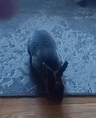 Rabbits at home, lager in hand — a quiet afternoon