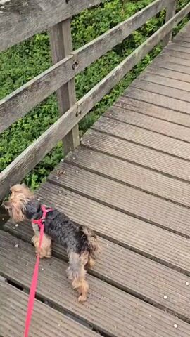 The video begins with a low-angle shot looking up at a wooden boardwalk. A person, wearing blue shorts and a blue striped shirt, walks away from the camera, carrying a patterned bag in their left hand. To the right of the person, a small dog with a pink collar and leash trots alongside, also walking away from the camera. The boardwalk is made of weathered wooden planks and has a wooden railing on the left side. Lush green foliage can be seen below the railing and to the left of the boardwalk, with some of the foliage appearing to be growing near a body of water. The camera pans slightly to the right and then up, following the person and the dog as they ascend the boardwalk. The video continues to focus on the boardwalk and the surrounding greenery.