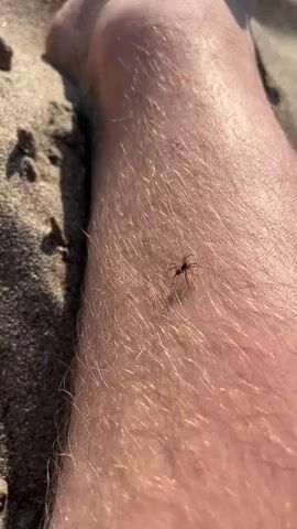 A close-up shot focuses on a person's hairy leg, with sand visible in the background. A small spider is crawling on the skin. A thumb is brought into the frame, gently touching the leg near the spider, seemingly to indicate its presence. The lighting suggests an outdoor environment, possibly a beach due to the sand.