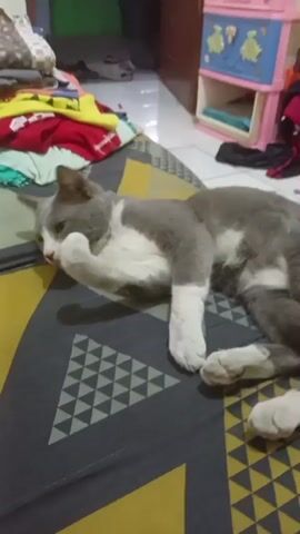 A grey and white cat is lying on a patterned rug. The cat stretches and yawns, revealing its teeth and tongue. The cat then closes its mouth and looks at the camera. The background is slightly out of focus, showing a pile of colorful clothing and a pink plastic cabinet. The scene appears to be indoors, likely in a domestic setting.