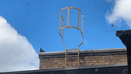 Pigeon perches beside safety ladder on London rooftop