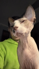 Sphynx cat captured in quiet domestic moments during evening hours