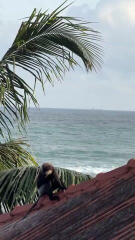 A monkey sits on a red tiled roof. Palm fronds are visible in the foreground. The ocean is in the background with a ship on the horizon. The sky is overcast.