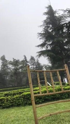 A panning shot shows a rain-drenched outdoor setting. The foreground features a golden bamboo chair and a white surface. Beyond that, a manicured hedge maze is visible, bordered by green grass. In the background, tall evergreen trees tower over the scene, their branches laden with rain. A white building with a modern architectural style is partially visible to the left, behind the trees. The sky is overcast and grey, indicating continued rainfall. A person's arm is visible in the bottom left of the frame.